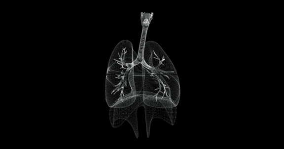 呼吸系统全息图