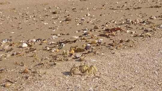 格伦加里夫海滩上一只好奇的小螃蟹。视频素材模板下载