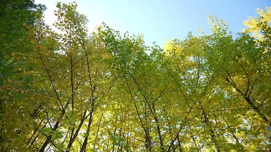 银杏秋天阳光银杏树银杏叶