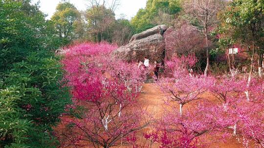 梅花春游花海航拍自然风光