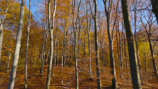 穿梭在秋天的森林美丽阳光氛围