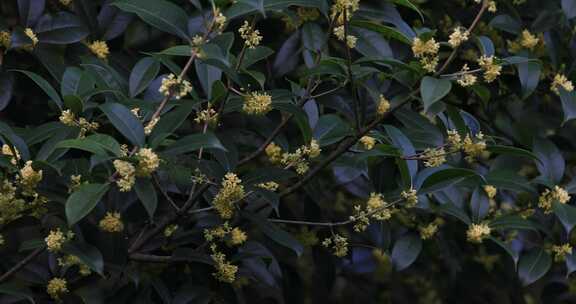 生态桂花特写