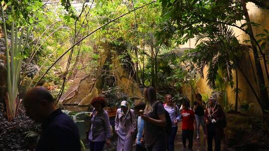 热带雨林中的游客