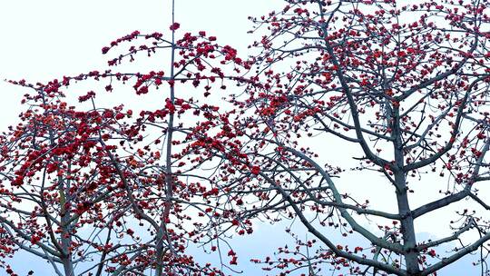 木棉花、广州市花