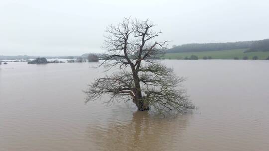 航拍英国冬季洪水中的树木