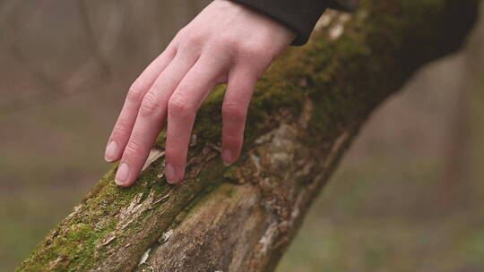 女人手指滑过树干上的苔藓