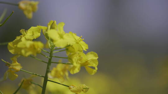 油菜花菜花