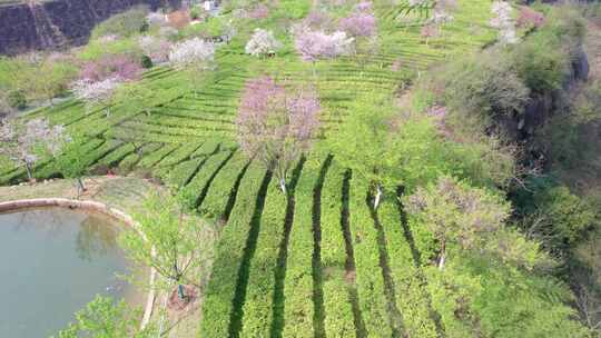 湖南省郴州市高椅岭樱花茶园4k航拍风光