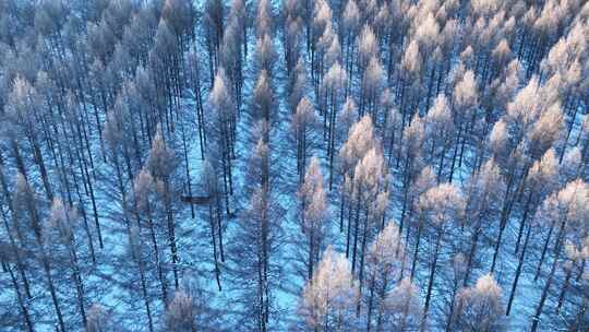 鸟瞰蓝色雪原松林红树梢