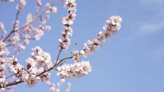 春季蓝天下盛开的桃花