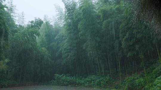 雨中竹林