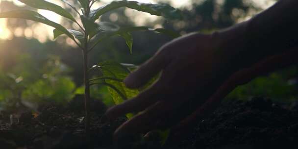 植树种树栽树培育树苗种植植物双手捧起土壤