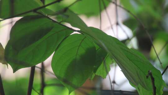 绿叶 树叶 植被 特写