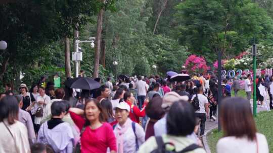 深圳莲花山簕杜鹃花展视频素材模板下载