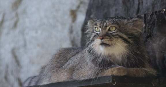 帕拉斯猫（Otocolobus manu