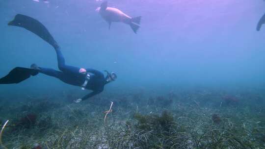 潜水员与海狮在海底游泳