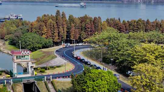 佛山顺德水杉林