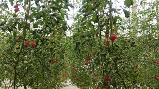 大棚蔬菜农业种植圣女果西红柿视频素材模板下载