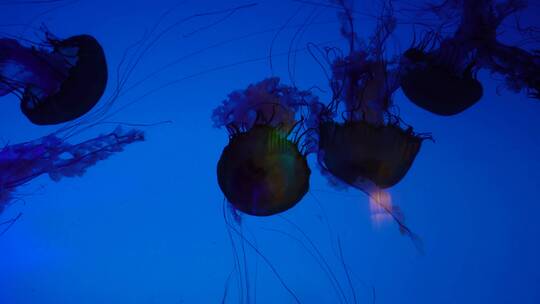 太平洋海刺水母海蜇海洋生物