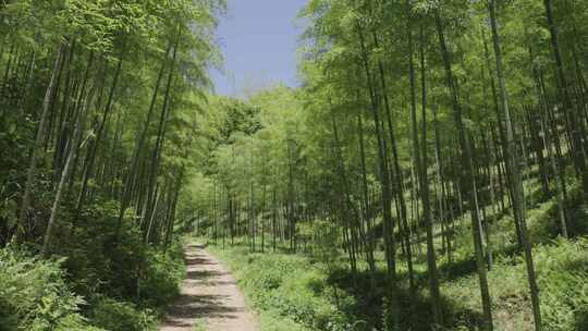 浙江安吉余村绿水青山金山银山竹林