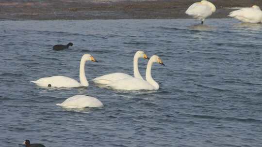 山东荣成成山镇鸿鹄湾天鹅湖冬季大天鹅