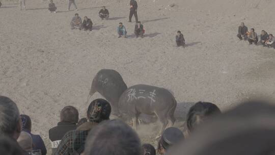 贵州少数民族芦笙会斗牛比赛4k视频