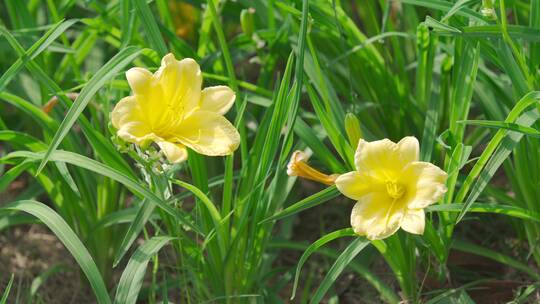 城市内的花——大花萱草