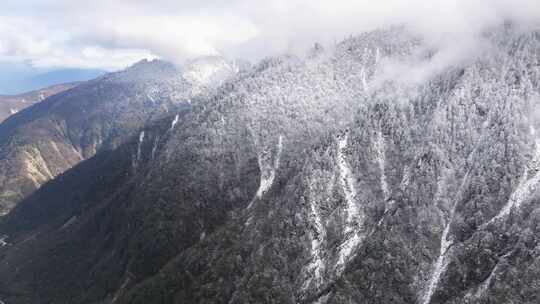 山间被白雪覆盖的森林