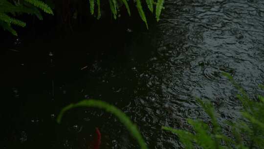 下雨天实拍