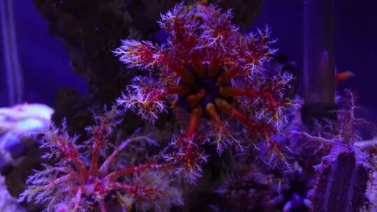 【镜头合集】海苹果海葵触手珊瑚