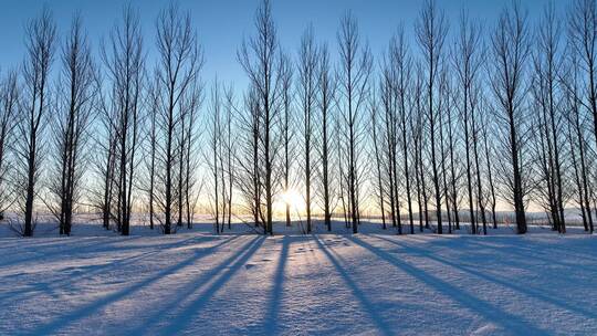 呼伦贝尔雪原防风林带夕阳雪景