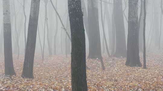 淡淡的云雾布满森林