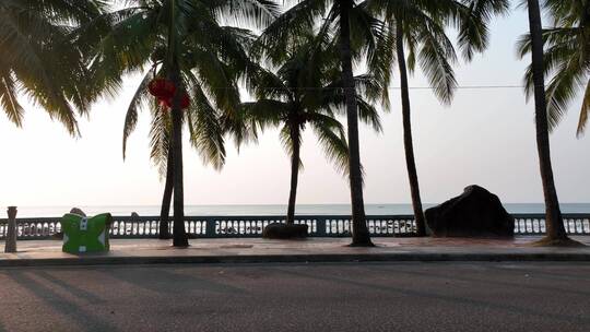海边公路的椰树