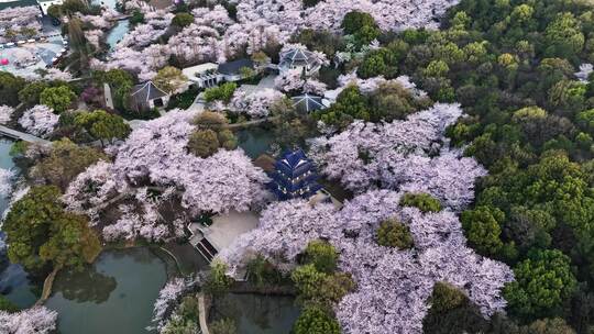 江苏 无锡 太湖 鼋头渚樱花 春天 旅游