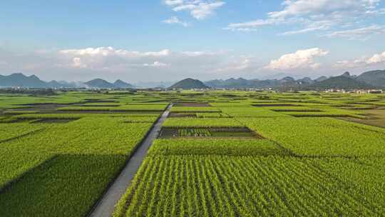 航拍广西甘蔗种植区甘蔗林地延时风光