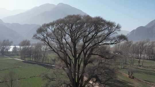 青海贵德阿什贡树木田地山峰航拍视频