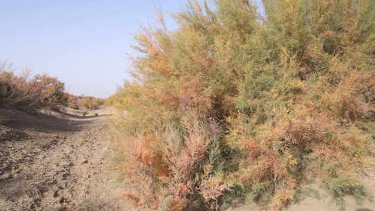 新疆秋天沙漠植被4K素材