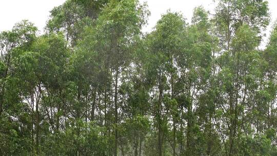 阴天森林风吹树林雨天树叶随风摇曳自然景观