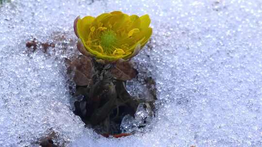 雪地里的小黄花