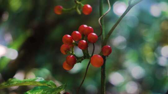森林里漂亮的红色小野果