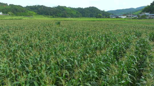 田野 庄稼 航拍