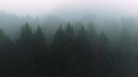 清晨森林迷雾自然