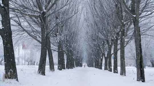 4K-冬季雪景中雪树巷道背景