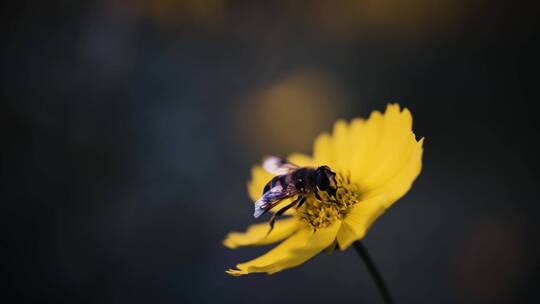 蜜蜂和花朵视频素材模板下载