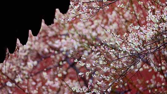 合集-屋檐旁挂着雨滴的梅花特写