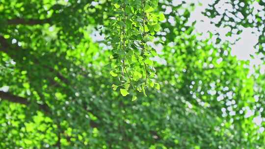 千年银杏树枝繁叶茂