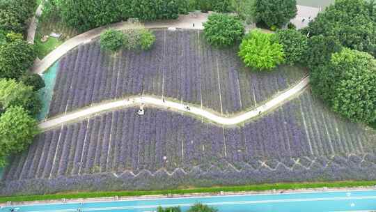 航拍福建福州城市花海公园