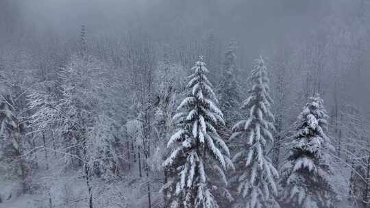 东北冬天暴雪大雪中的林海雪原