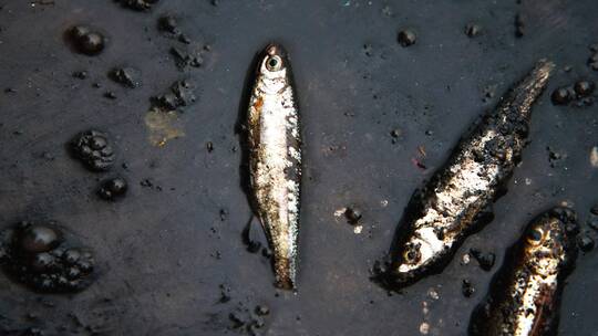 死鱼水污染奄奄一息鱼特写镜头环境保护概念