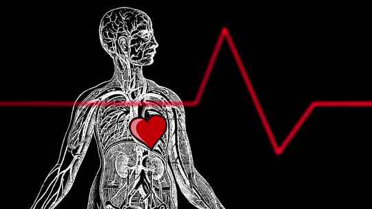心脏 器官 心电图 人体肺部